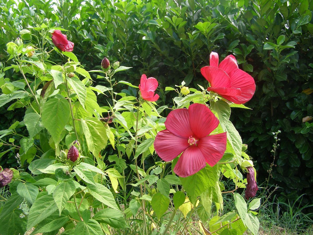 Le Bord De L'Eau Bed & Breakfast Sainte-Terre Екстериор снимка